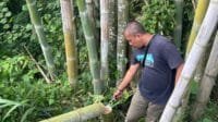 Petani Lansia Ditemukan Tewas Tertimpa Bambu di Pagaralam Selatan